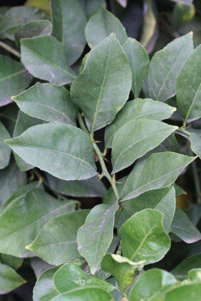               Sun leaves (Doctor Strong, Riverside,   CA)   